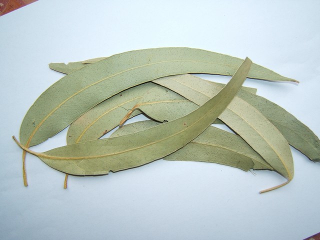 Eukalyptus in Blattform